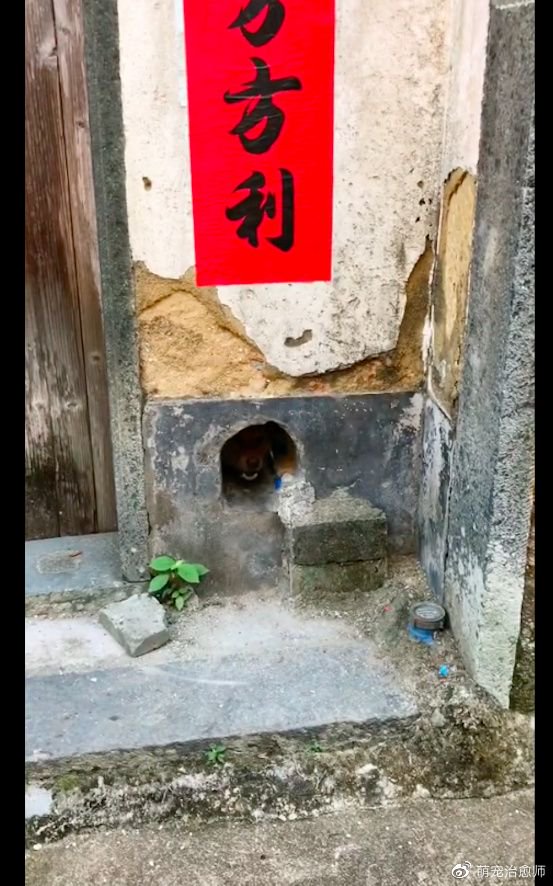 狗狗在外面遇见人不敢叫，进了狗洞后立马狂吠，好像网络键盘侠！__财经头条