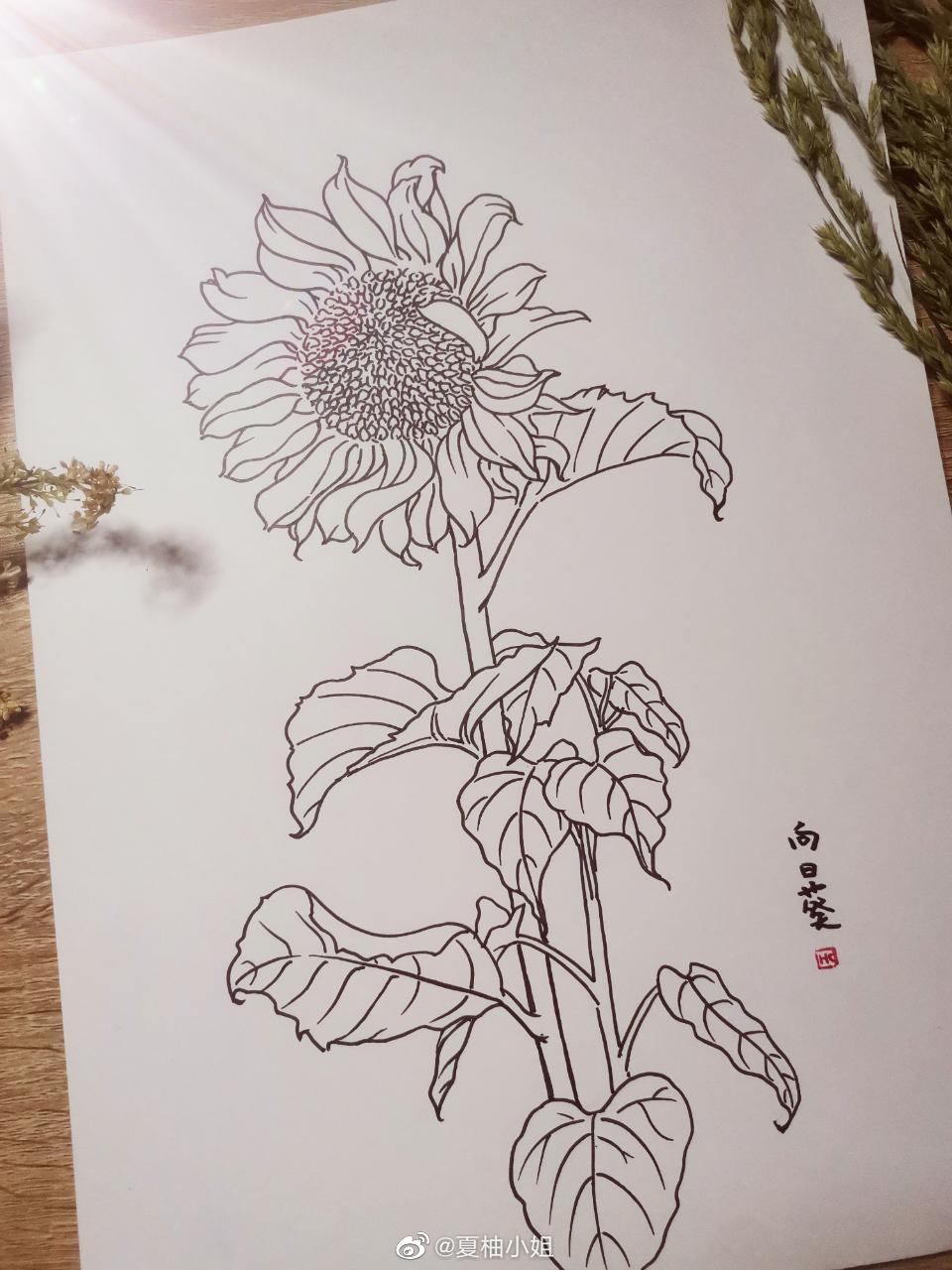 每日一花 白描花卉系列 虹彩 Hc