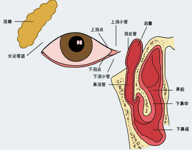 别让“流泪不止”缠上你!急慢性泪囊炎的那些事,一次性说清|鼻腔|迎风流泪|眼部炎症|眼科疾病|泪囊炎症状_新浪新闻