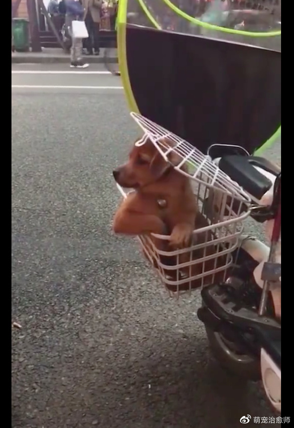 狗狗坐在电动车的侧篮子里,坐姿像是个大爷一样,也太霸气了吧!休闲区蓝鸢梦想 - Www.slyday.coM 狗狗坐在电动车的侧篮子里,坐姿像是个大爷一样,也太霸气了吧!休闲区蓝鸢梦想 - Www.slyday.coM