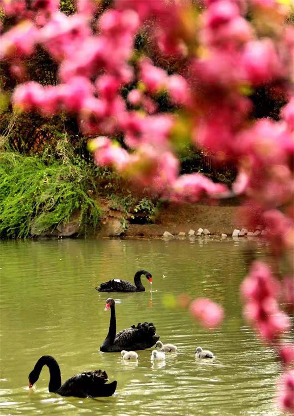 萌翻了！洛阳市民“新宠”，黑天鹅宝宝游个泳就可以圈住你的心休闲区蓝鸢梦想 - Www.slyday.coM