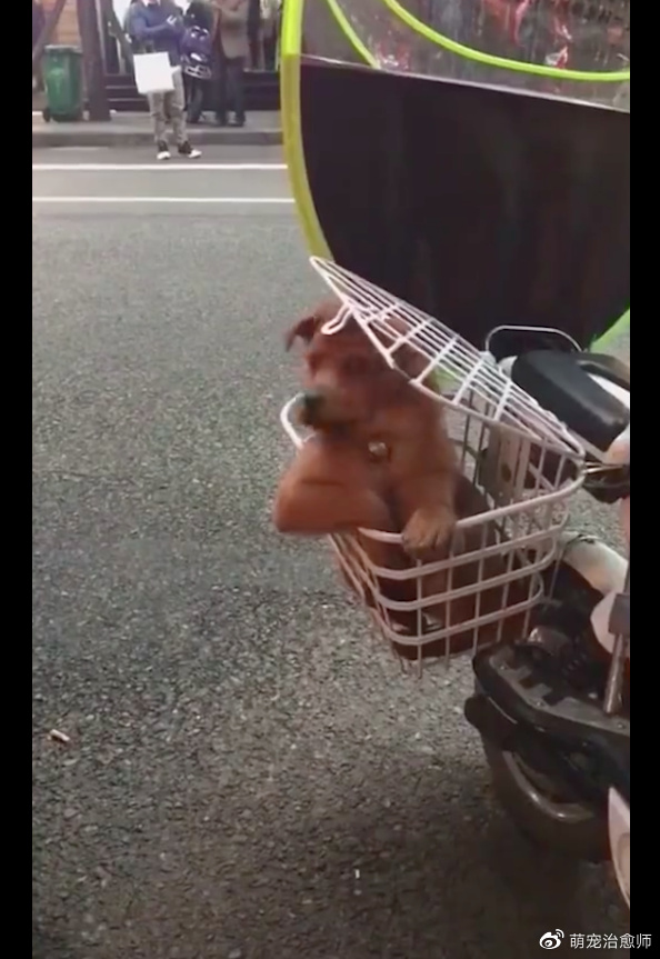 狗狗坐在电动车的侧篮子里,坐姿像是个大爷一样,也太霸气了吧!休闲区蓝鸢梦想 - Www.slyday.coM 狗狗坐在电动车的侧篮子里,坐姿像是个大爷一样,也太霸气了吧!休闲区蓝鸢梦想 - Www.slyday.coM