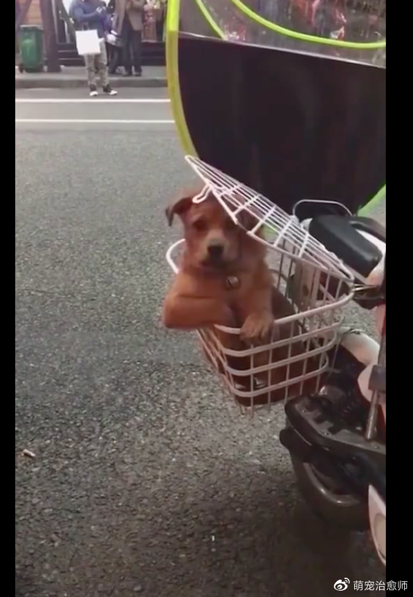 狗狗坐在电动车的侧篮子里,坐姿像是个大爷一样,也太霸气了吧!休闲区蓝鸢梦想 - Www.slyday.coM 狗狗坐在电动车的侧篮子里,坐姿像是个大爷一样,也太霸气了吧!休闲区蓝鸢梦想 - Www.slyday.coM