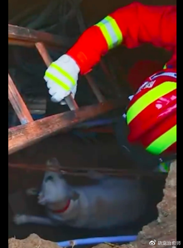 导盲犬为保护主人，用身体挡住了她的去路，自己却掉进了下水道！休闲区蓝鸢梦想 - Www.slyday.coM