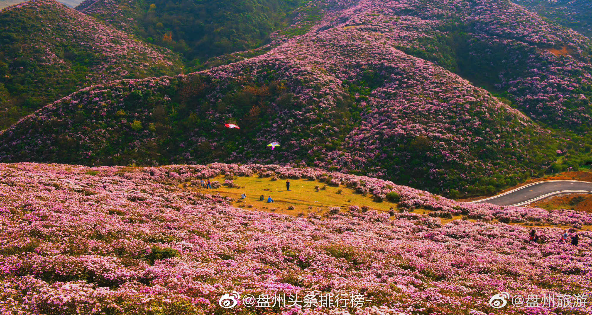 春天,乌蒙大草原约你来看杜鹃花……__财经头条