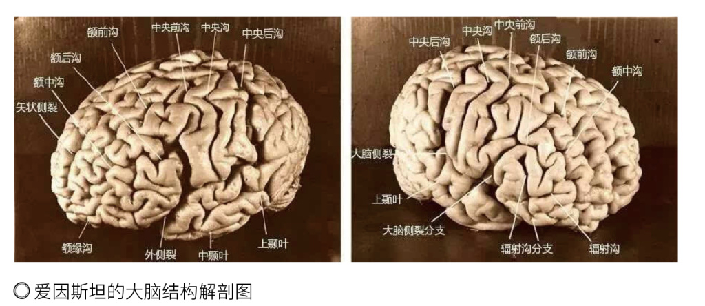 史前巨鼠灭绝原因 为什么巨鼠没能活到今天
