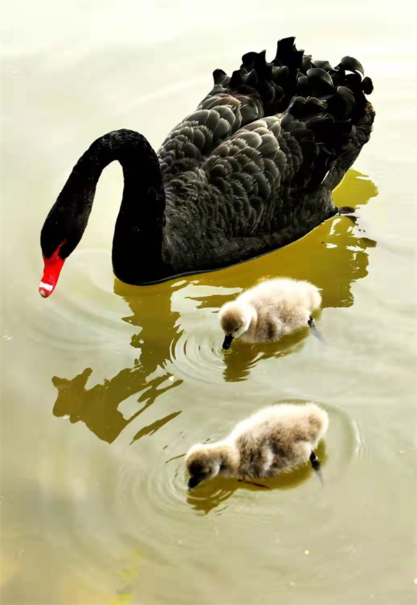 萌翻了！洛阳市民“新宠”，黑天鹅宝宝游个泳就可以圈住你的心休闲区蓝鸢梦想 - Www.slyday.coM