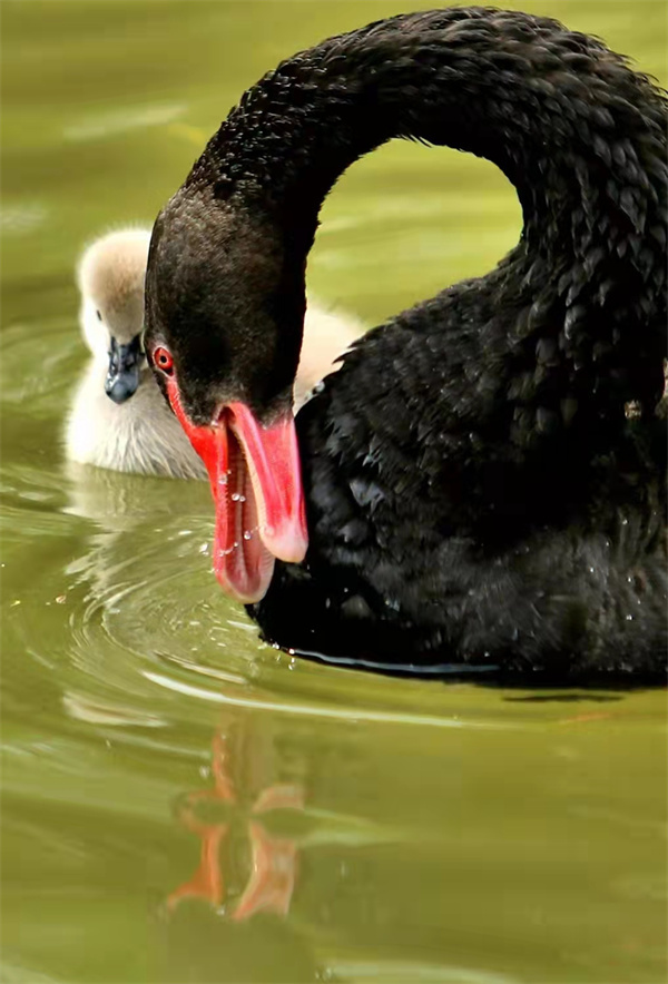 萌翻了！洛阳市民“新宠”，黑天鹅宝宝游个泳就可以圈住你的心休闲区蓝鸢梦想 - Www.slyday.coM