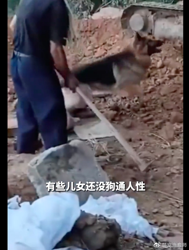 爷爷去世要下葬了,狗狗想要阻止埋棺材,对着挖掘机和工人大叫!休闲区蓝鸢梦想 - Www.slyday.coM 爷爷去世要下葬了,狗狗想要阻止埋棺材,对着挖掘机和工人大叫!休闲区蓝鸢梦想 - Www.slyday.coM