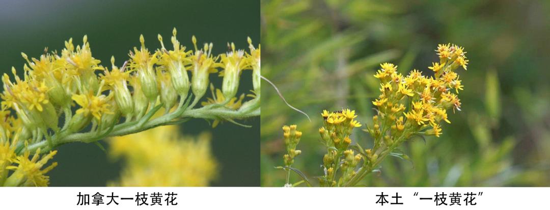 看到立即上报！这种“恶魔之花”到底有多可怕？休闲区蓝鸢梦想 - Www.slyday.coM