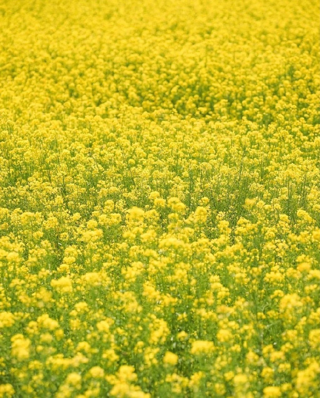 金黄的油菜花田,美得让人挪不开眼