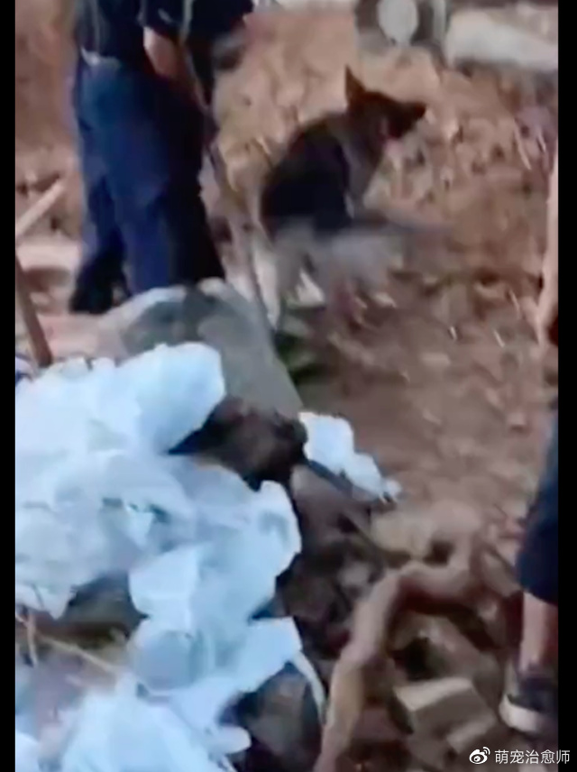 爷爷去世要下葬了,狗狗想要阻止埋棺材,对着挖掘机和工人大叫!休闲区蓝鸢梦想 - Www.slyday.coM 爷爷去世要下葬了,狗狗想要阻止埋棺材,对着挖掘机和工人大叫!休闲区蓝鸢梦想 - Www.slyday.coM