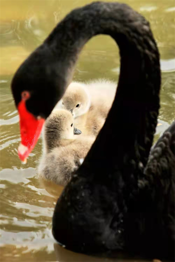 萌翻了！洛阳市民“新宠”，黑天鹅宝宝游个泳就可以圈住你的心休闲区蓝鸢梦想 - Www.slyday.coM