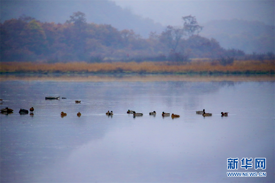 世界湿地日：走进大九湖，领略湿地之美休闲区蓝鸢梦想 - Www.slyday.coM