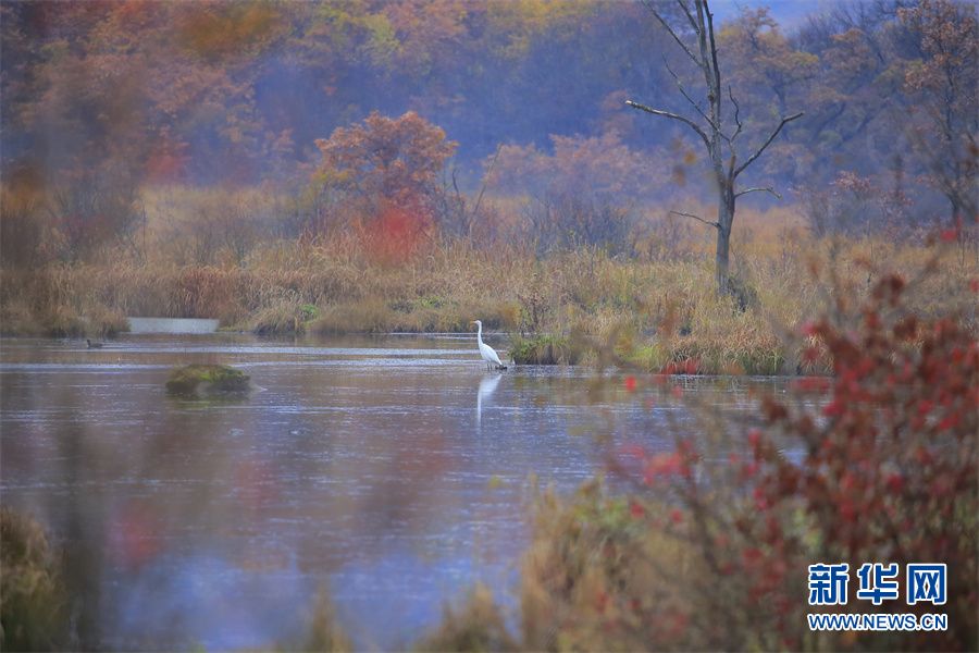 世界湿地日：走进大九湖，领略湿地之美休闲区蓝鸢梦想 - Www.slyday.coM