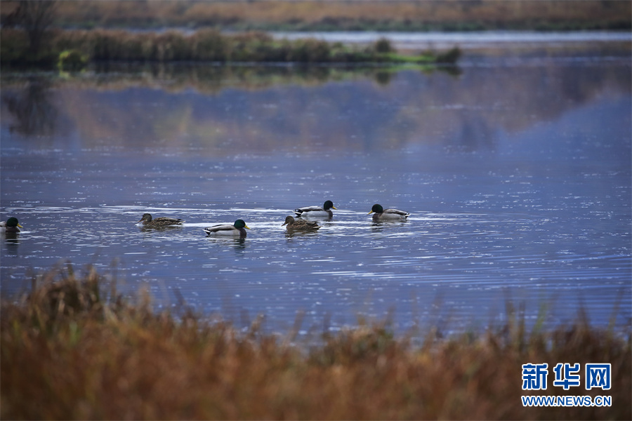 世界湿地日：走进大九湖，领略湿地之美休闲区蓝鸢梦想 - Www.slyday.coM
