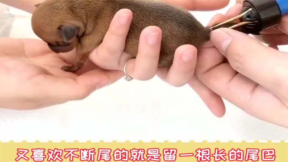 如何给小鹿犬安全断尾学起来