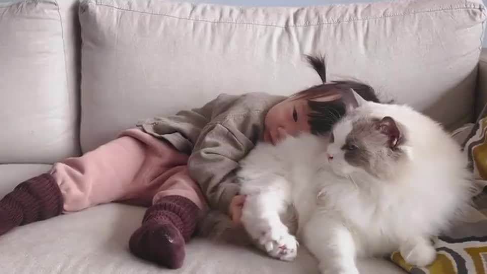 布偶猫熊孩子你抱归抱别扯我大腿