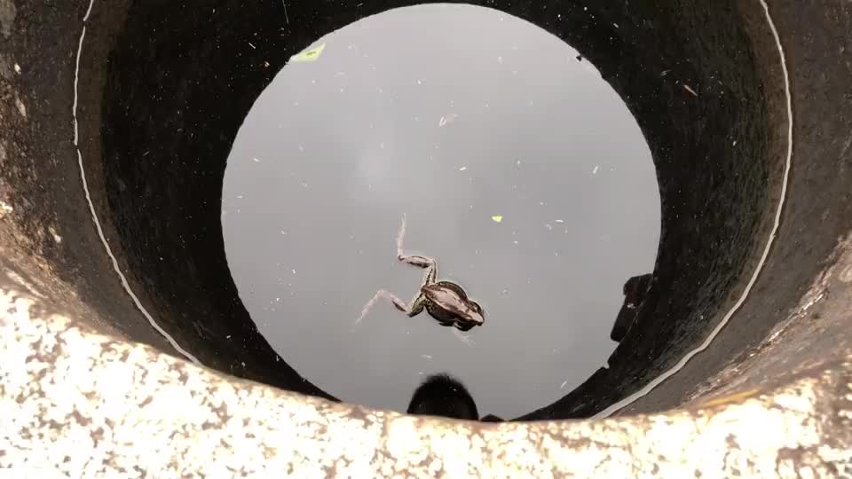 井底之蛙就是这么来的