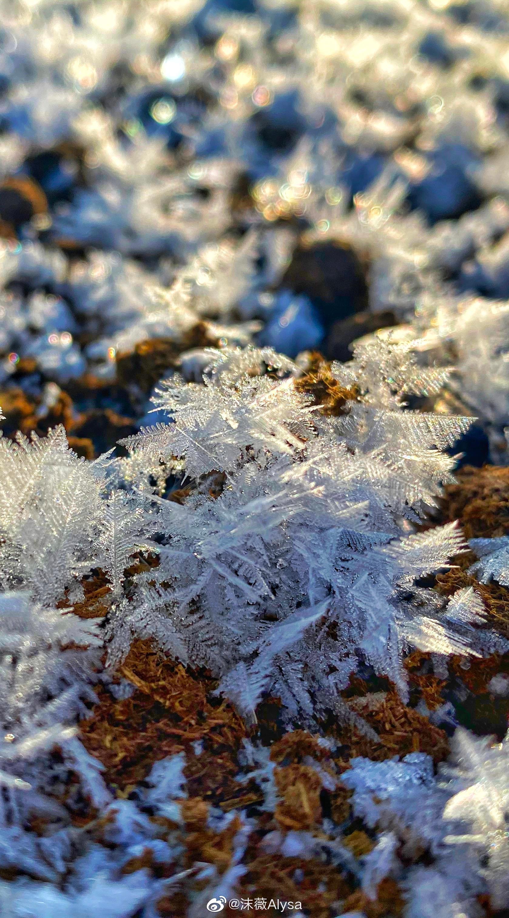 小伙伴在呼伦贝尔拍的一组雪花