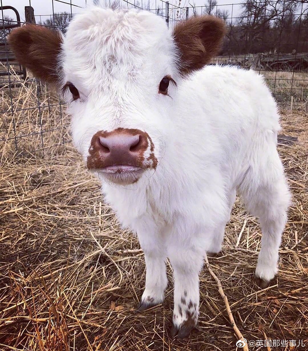 小牛宝宝的眼睫毛……_高清图集_新浪网