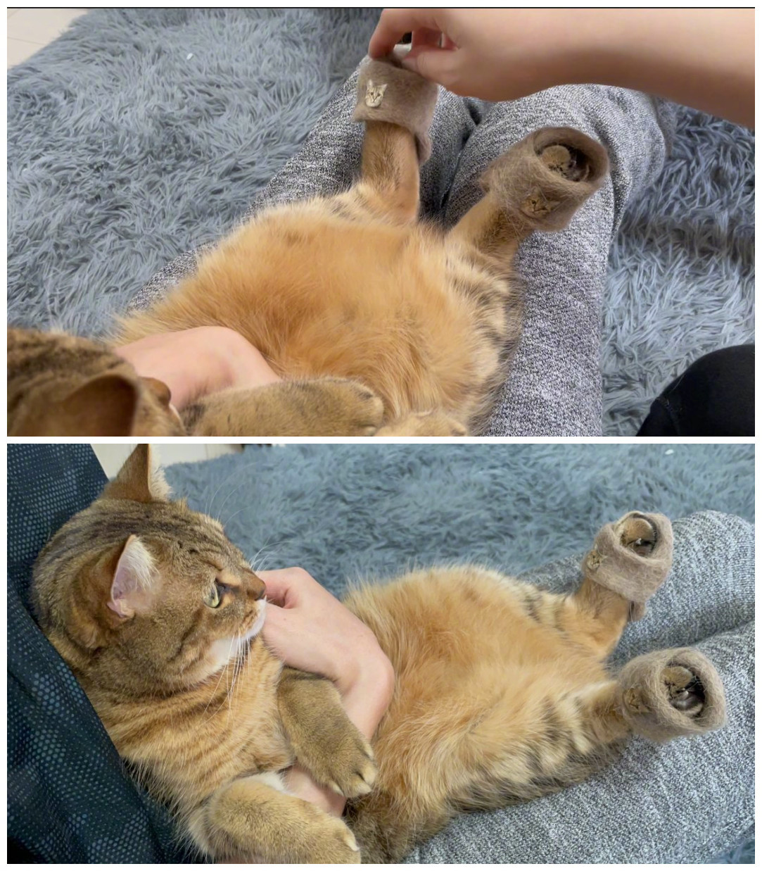 100 纯正猫毛拖鞋 使用者表示体验极佳 推 Miniradiary