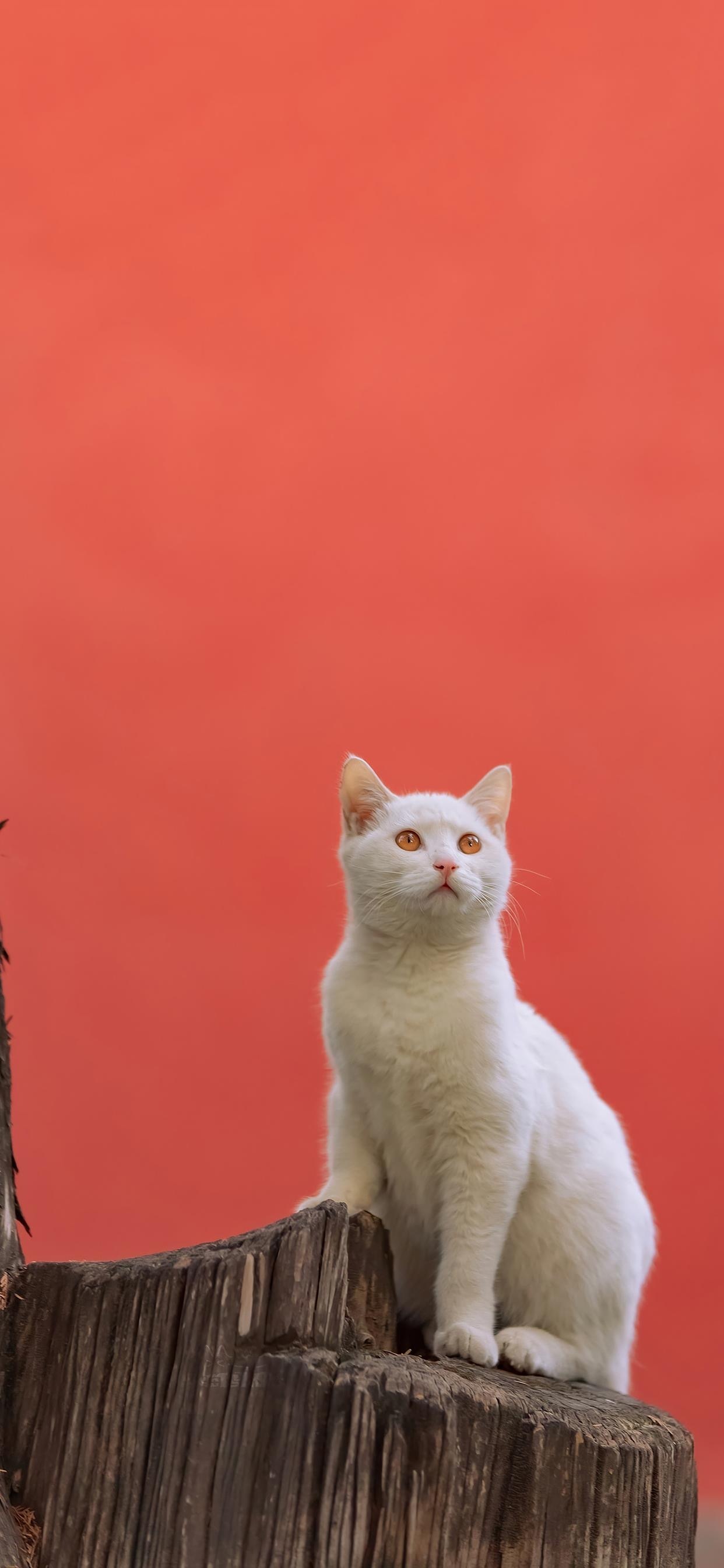 故宫里的猫__财经头条