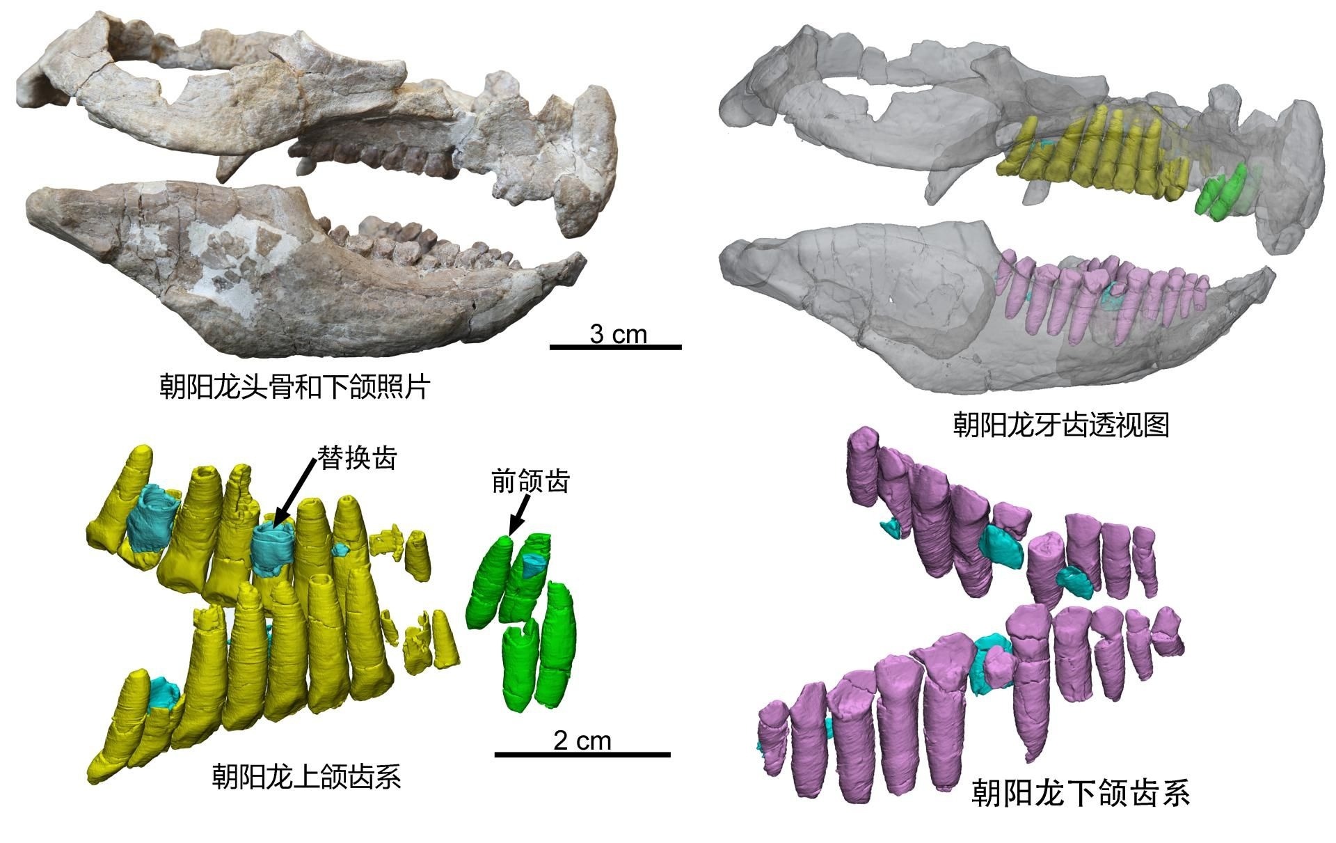 最古老角龙换牙的"秘密"都在这里|牙齿|团队|研究_新浪新闻