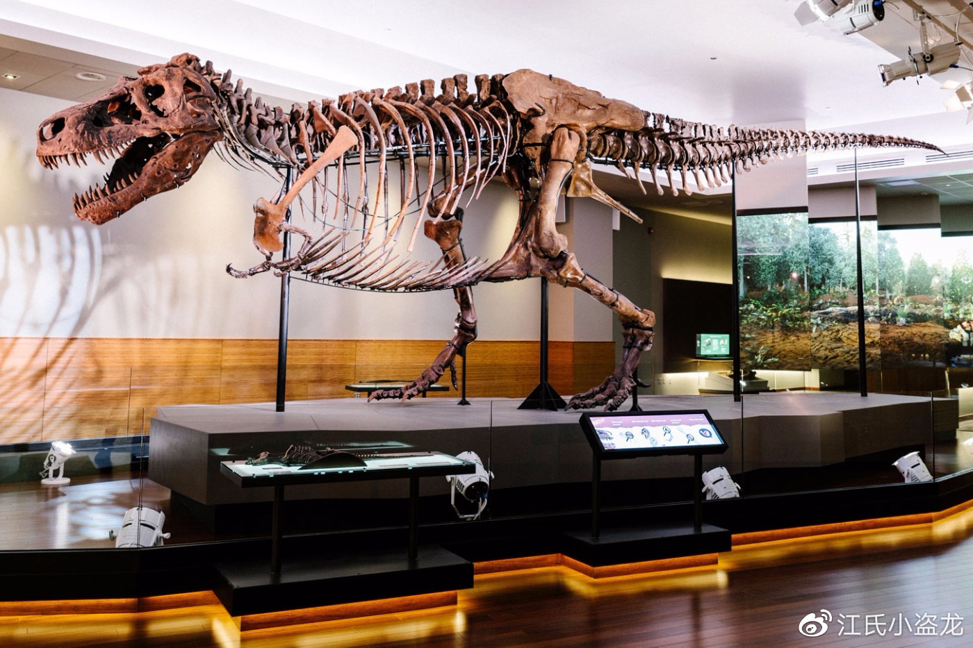 16亿元!史上最贵恐龙化石横空出世