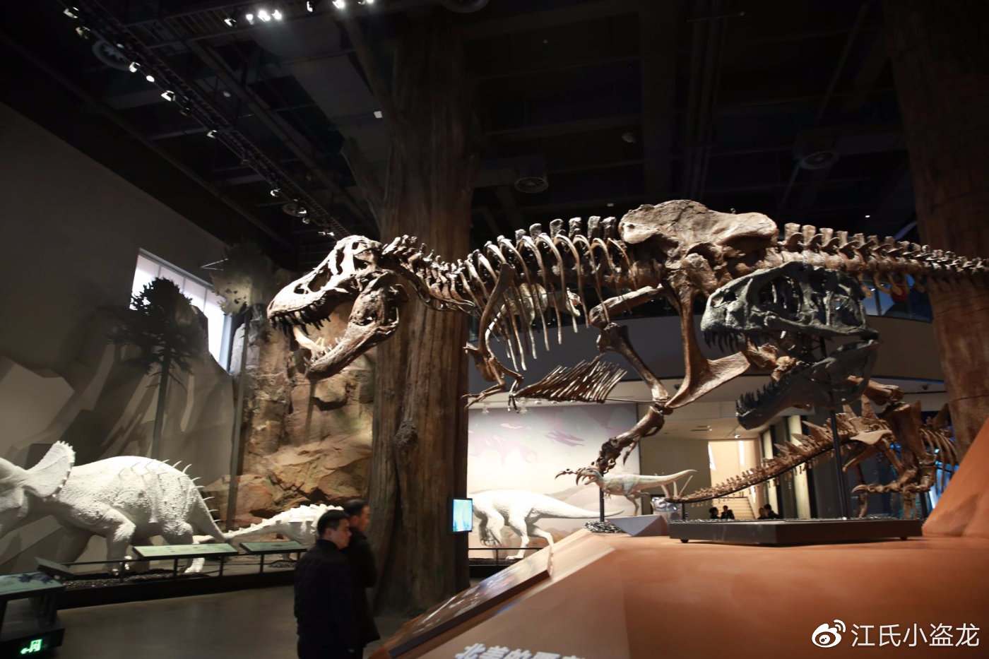 16亿元!史上最贵恐龙化石横空出世