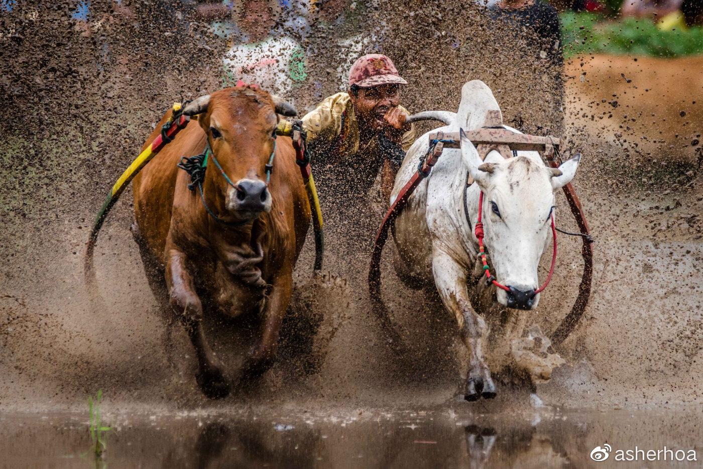 执牛尾的丰收庆典:印尼西苏门答腊省古老的"稻田赛牛"