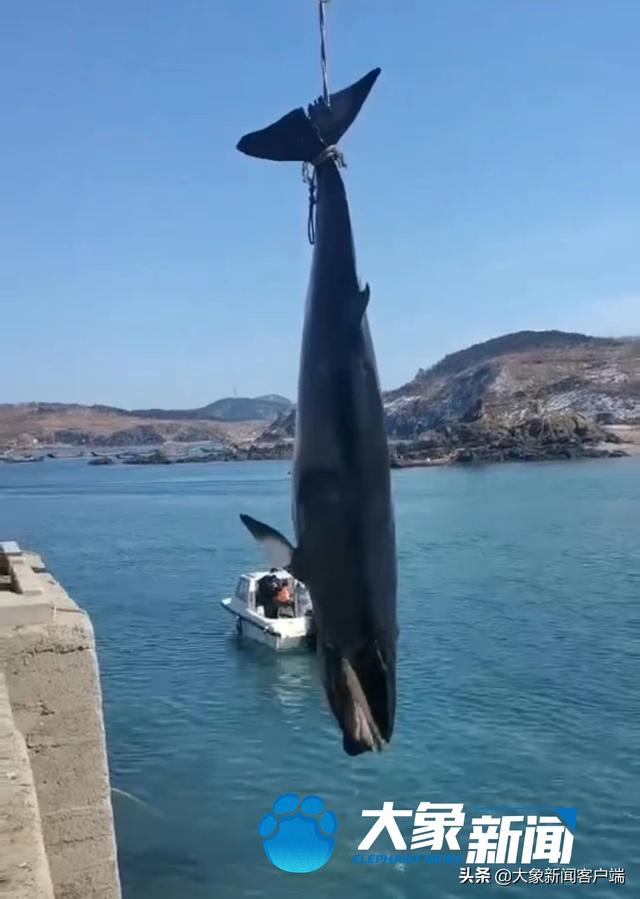 3月18日,有村民在辽宁大连长海县小长山岛镇的海滩上,发现一头鲸鱼在