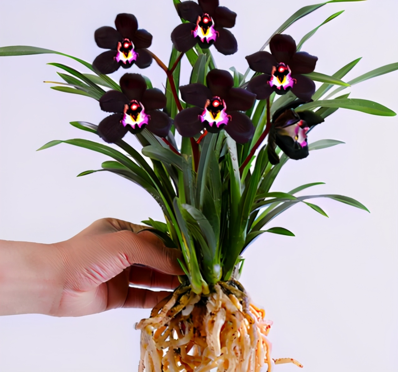 墨兰花图片大全大图(兰花的品种及图片大全)