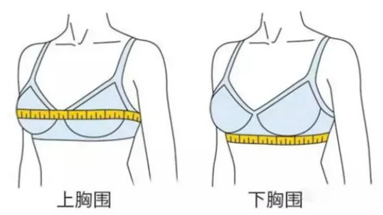 胸围量法示意图图片