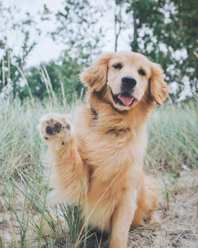 金毛的治愈笑容,是我躲不过的温暖力量了.