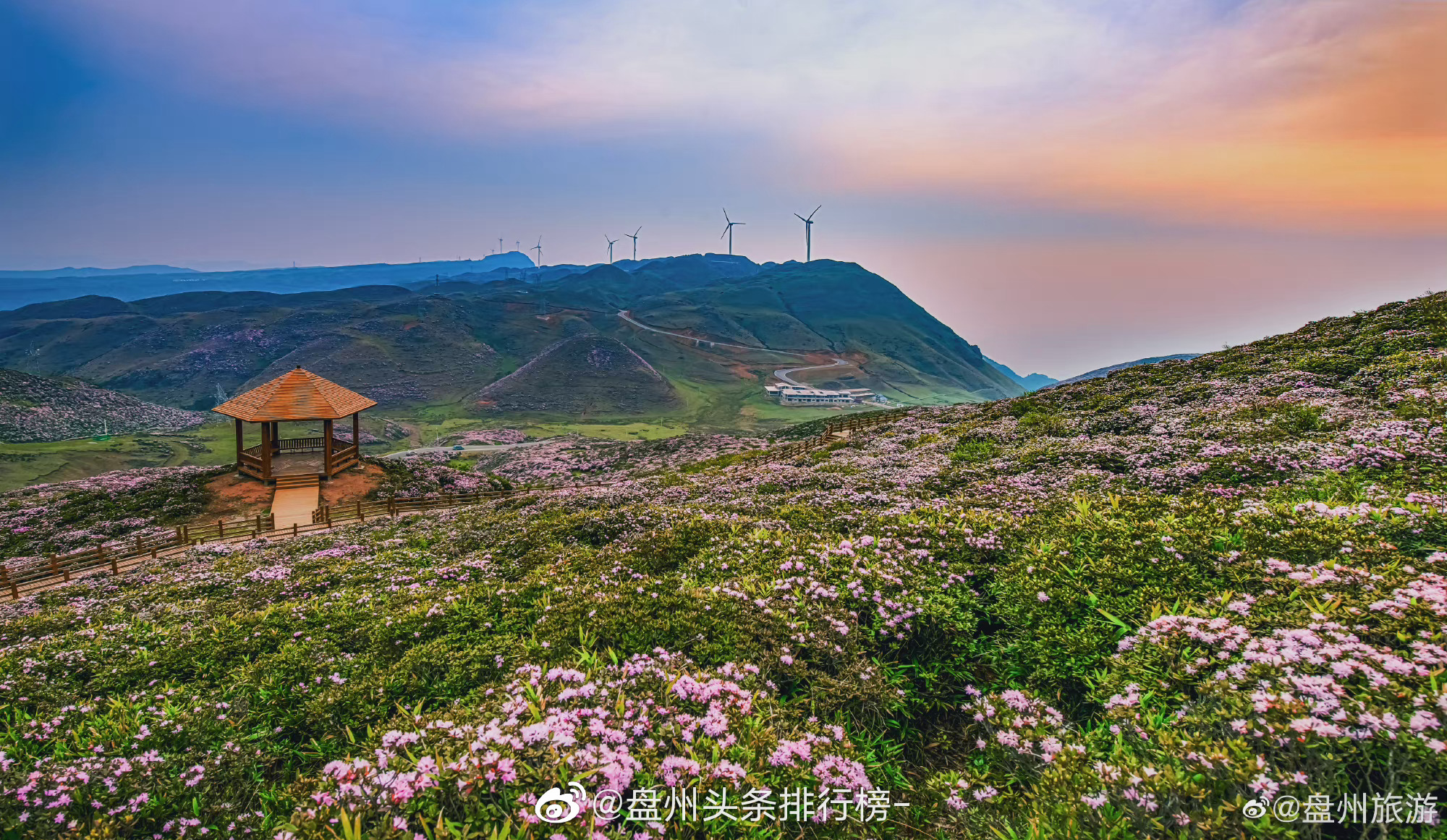 春天,乌蒙大草原约你来看杜鹃花……__财经头条