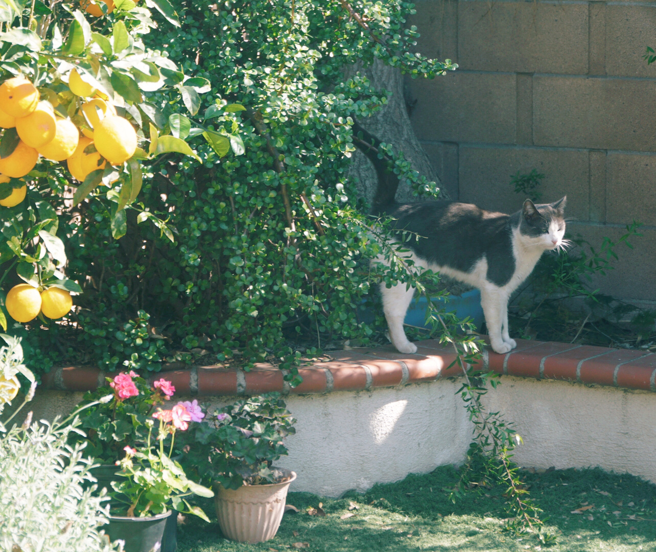 这只小猫咪最近经常来院子里玩,占了头头的地盘……__财经头条
