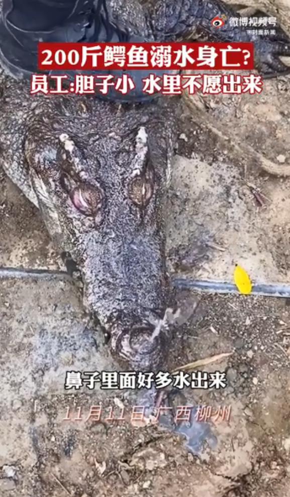 活久见！200斤鳄鱼被吓后待水里溺死，养殖人员：它胆子很小休闲区蓝鸢梦想 - Www.slyday.coM