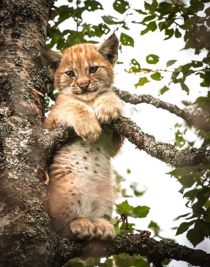 森林里摄影师拍到了一只在树上睡着了的小山猫好可爱