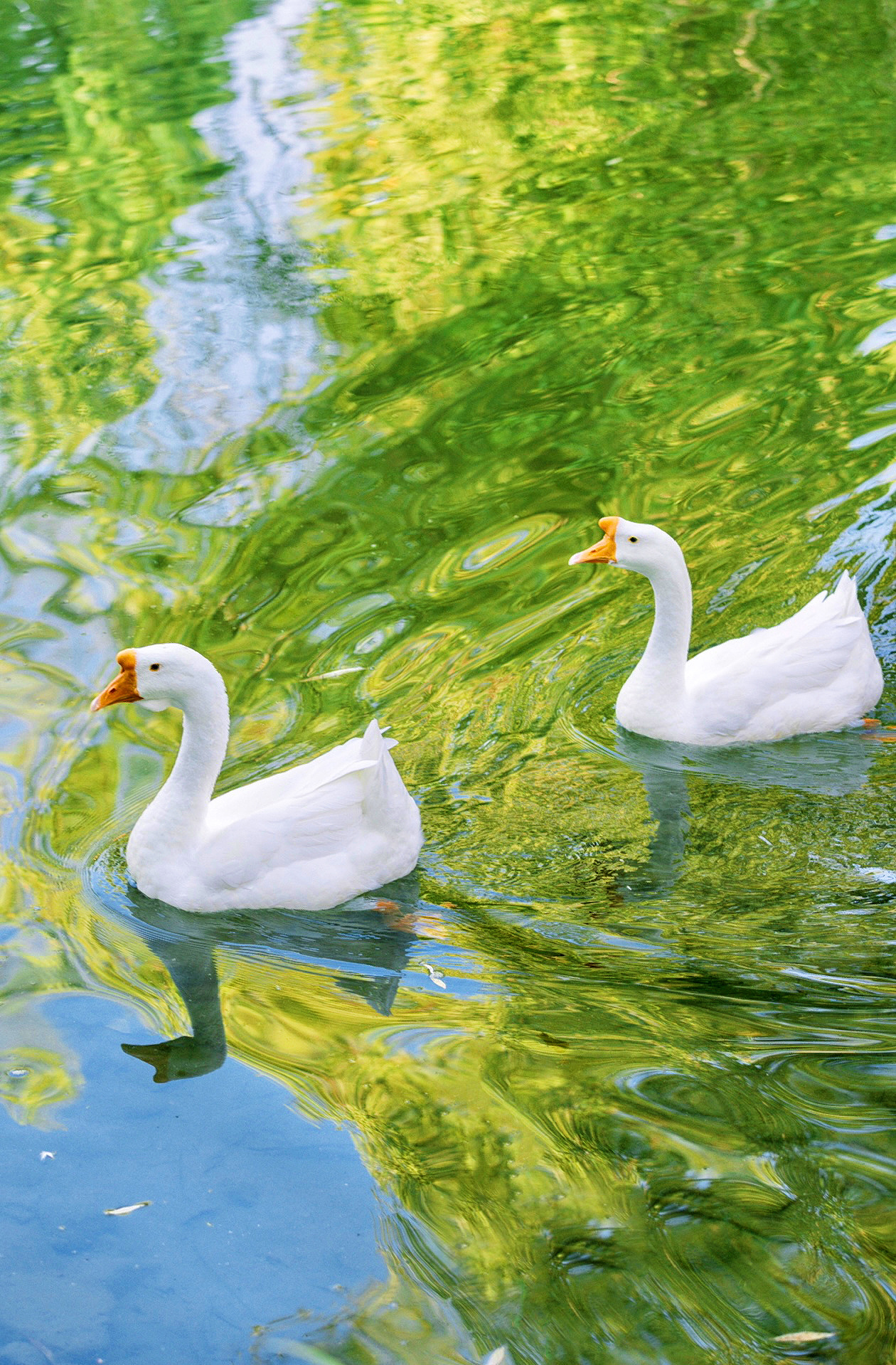 " 白毛浮绿水,红掌拨清波 .. "__财经头条