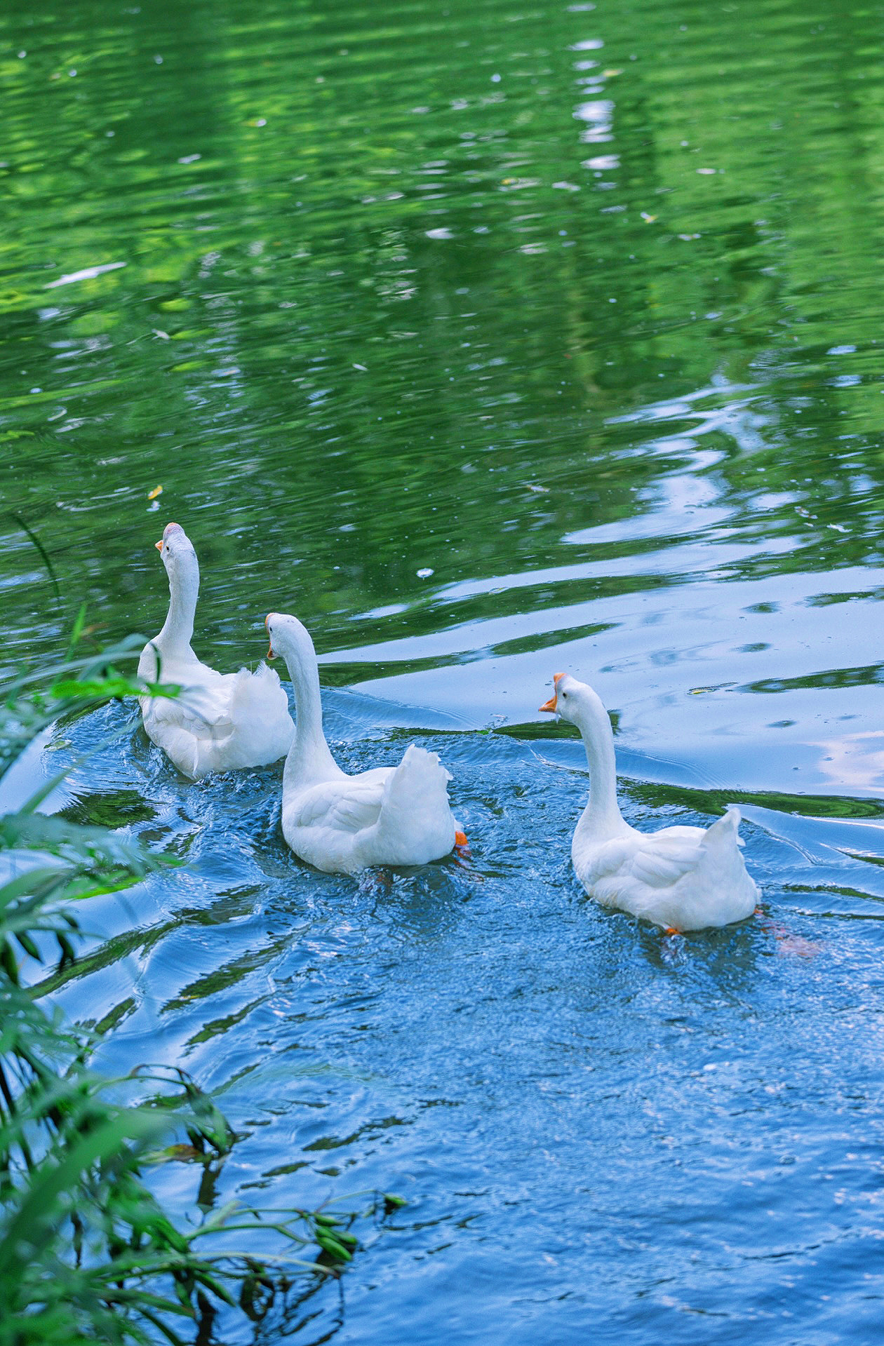 白毛浮绿水红掌拨清波