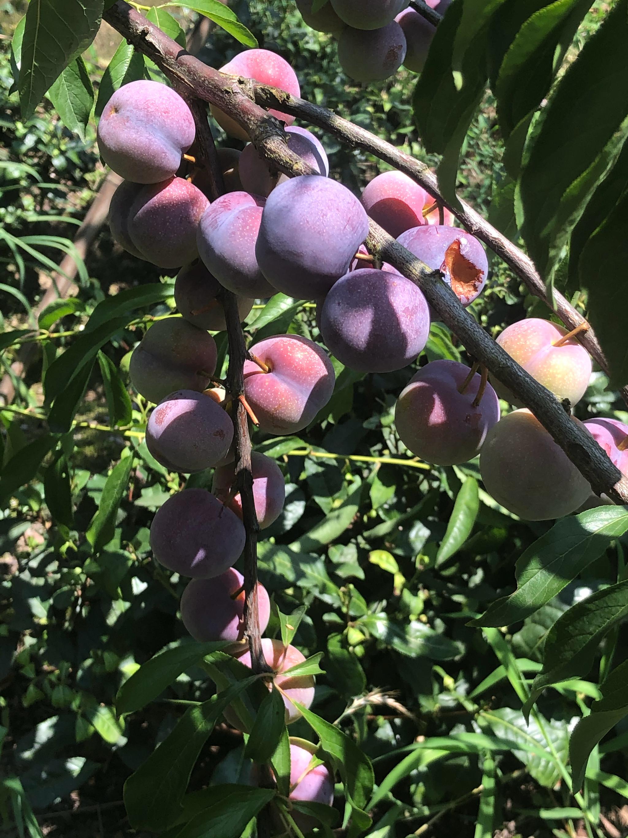 锦屏镇万涡村种一些早熟的茵红李已经成熟