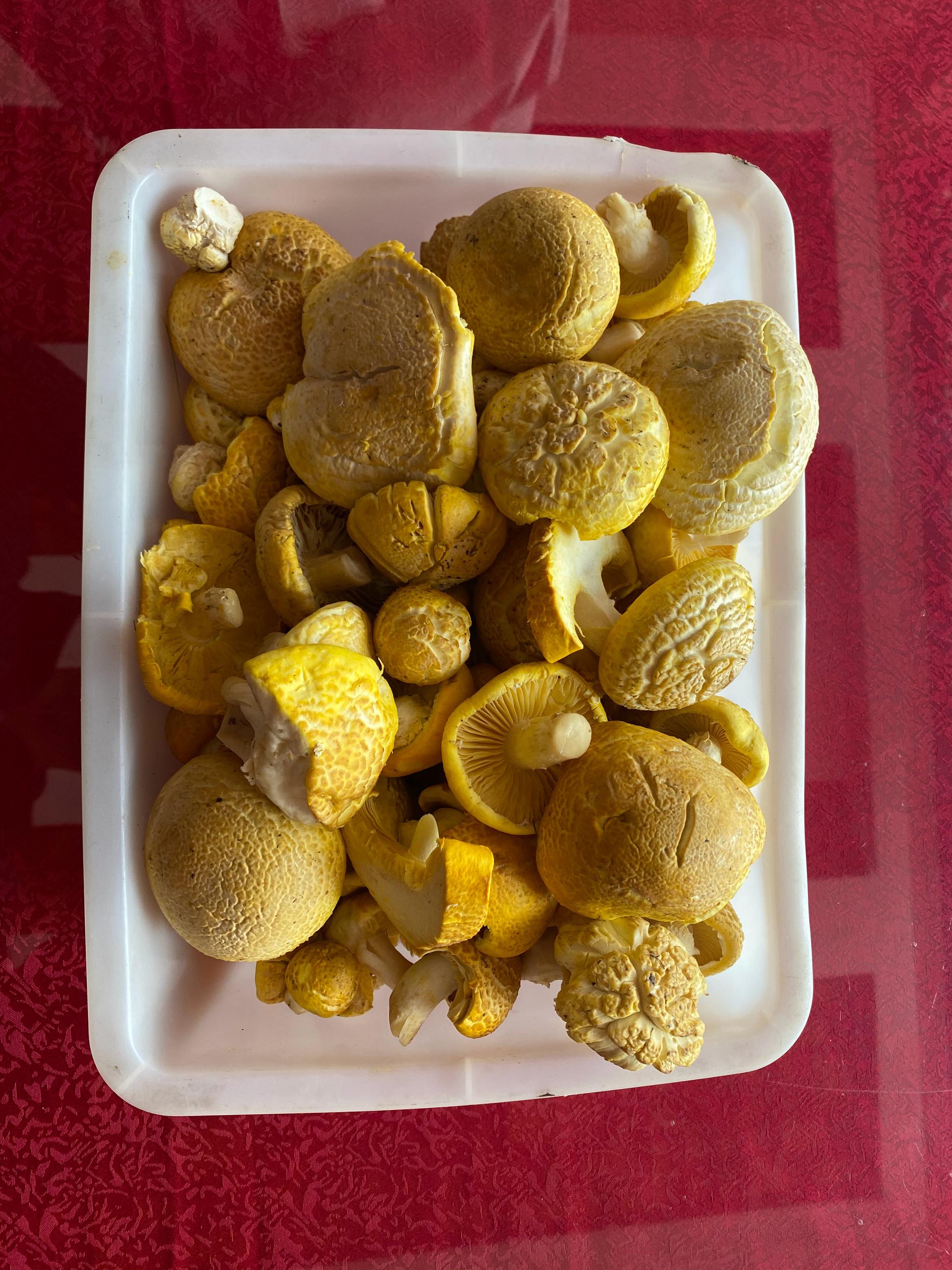 黏糊糊的黄蘑菇图片