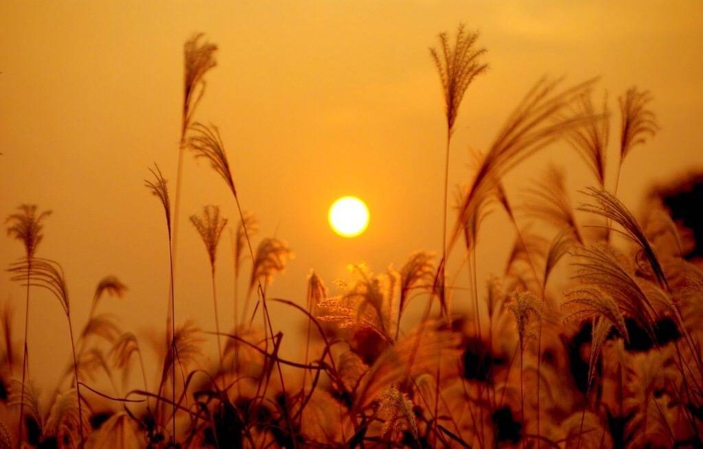 且听风吟声静看芦苇花