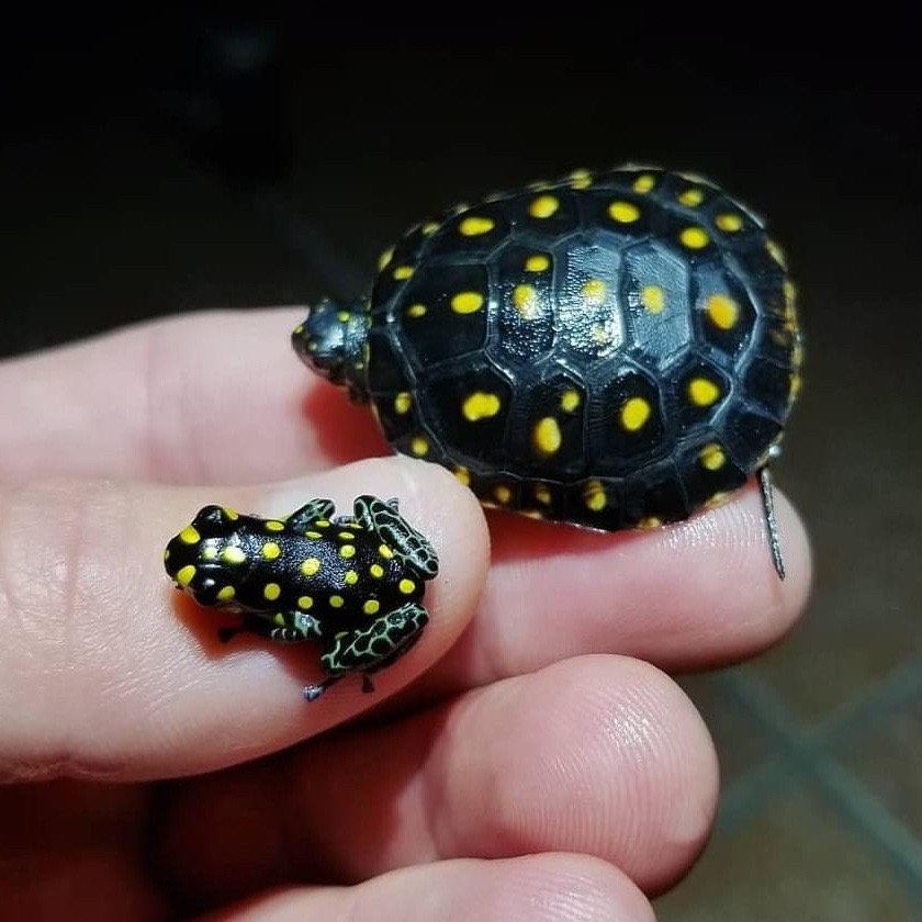 星点箭毒蛙ranitomeyavanzolinii