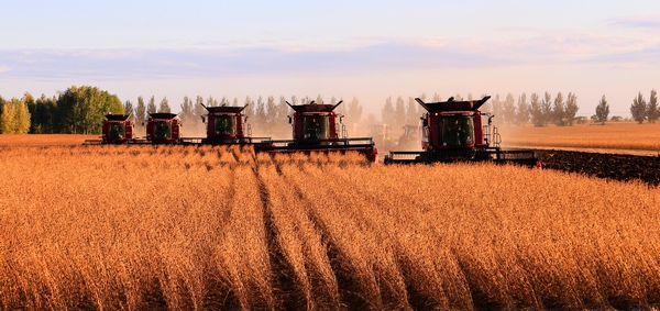 查哈阳农场15万亩大豆全面开镰收获|开镰|15|颗粒归仓_新浪新闻