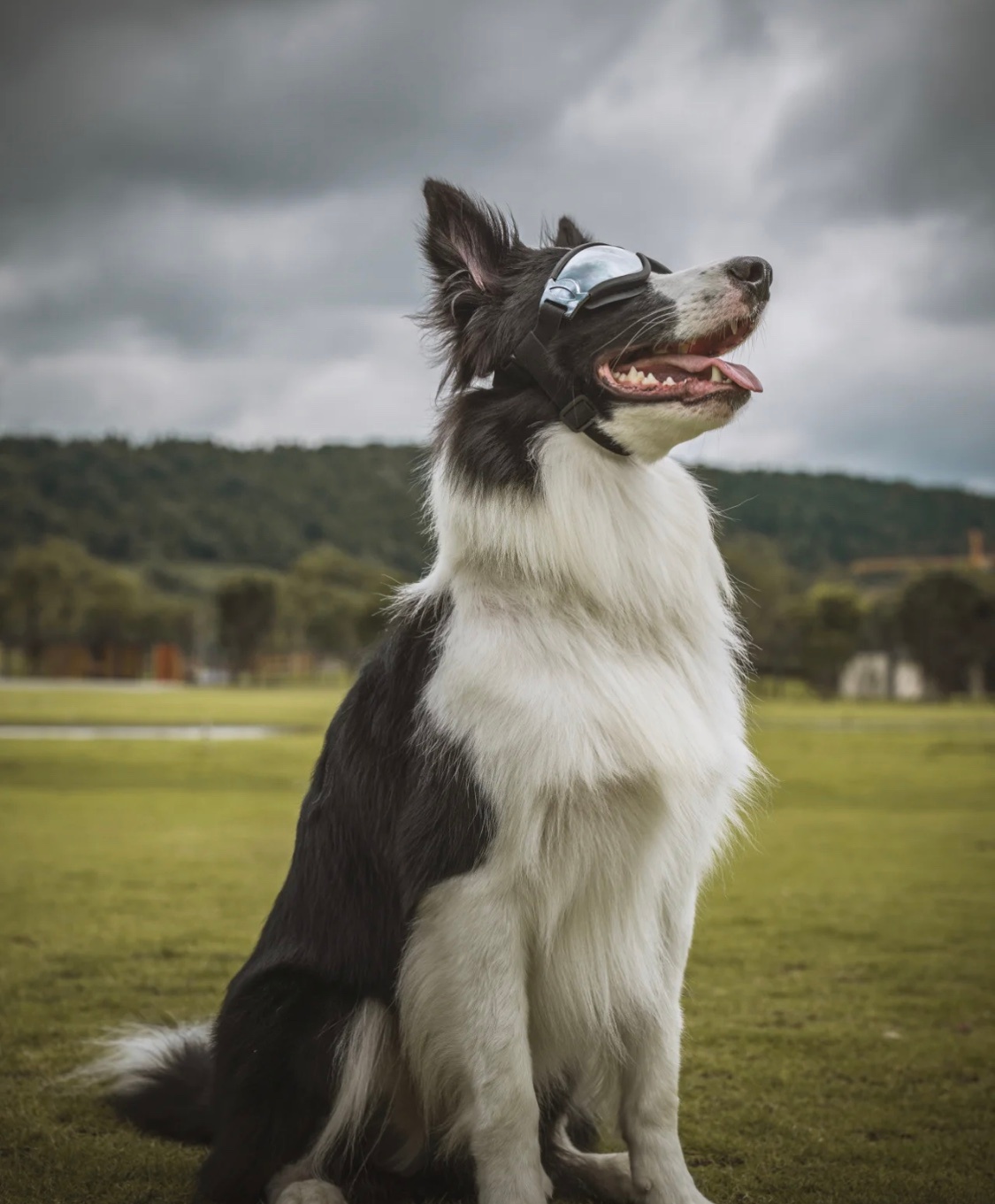 爱耍酷的牧羊犬"虚张声势"起来……_高清图集_新浪网