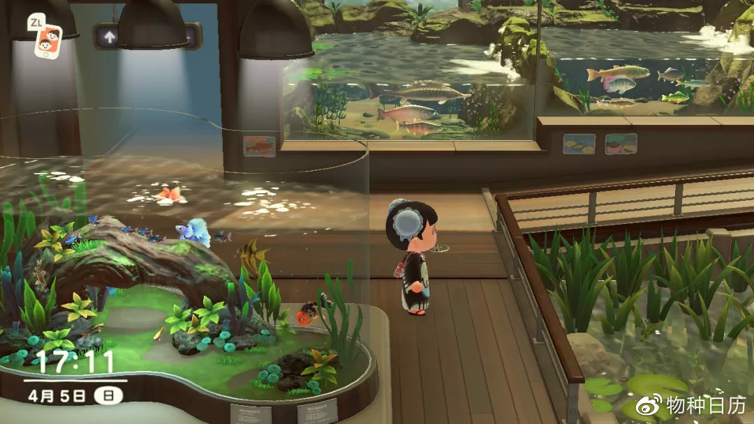 翻车鱼旁, 鬼头刀绚丽的身影轻巧滑过,群游的 凤尾鱼在水族箱里绕着圈