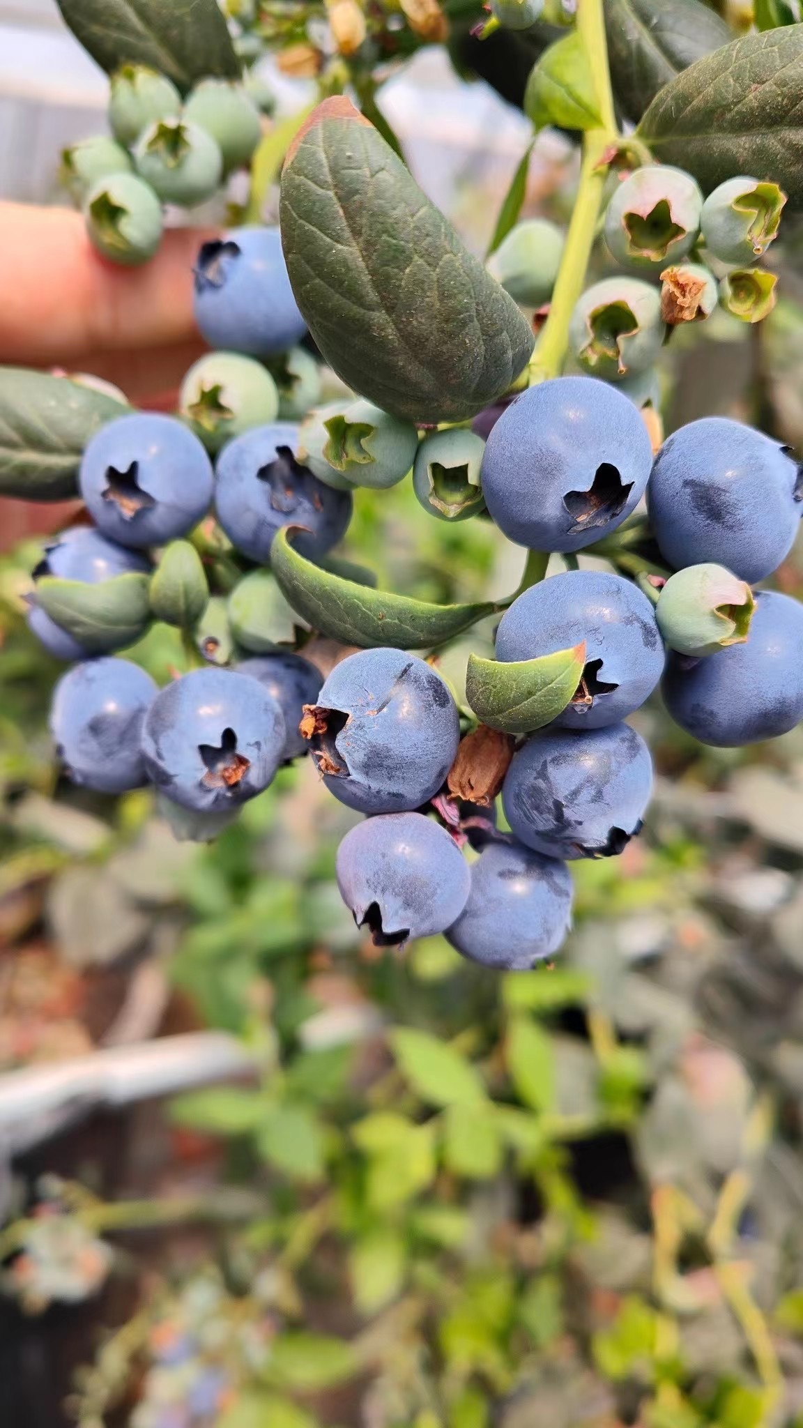 云南高山蓝莓露天生长果实各个圆鼓鼓自然果粉新鲜厚实