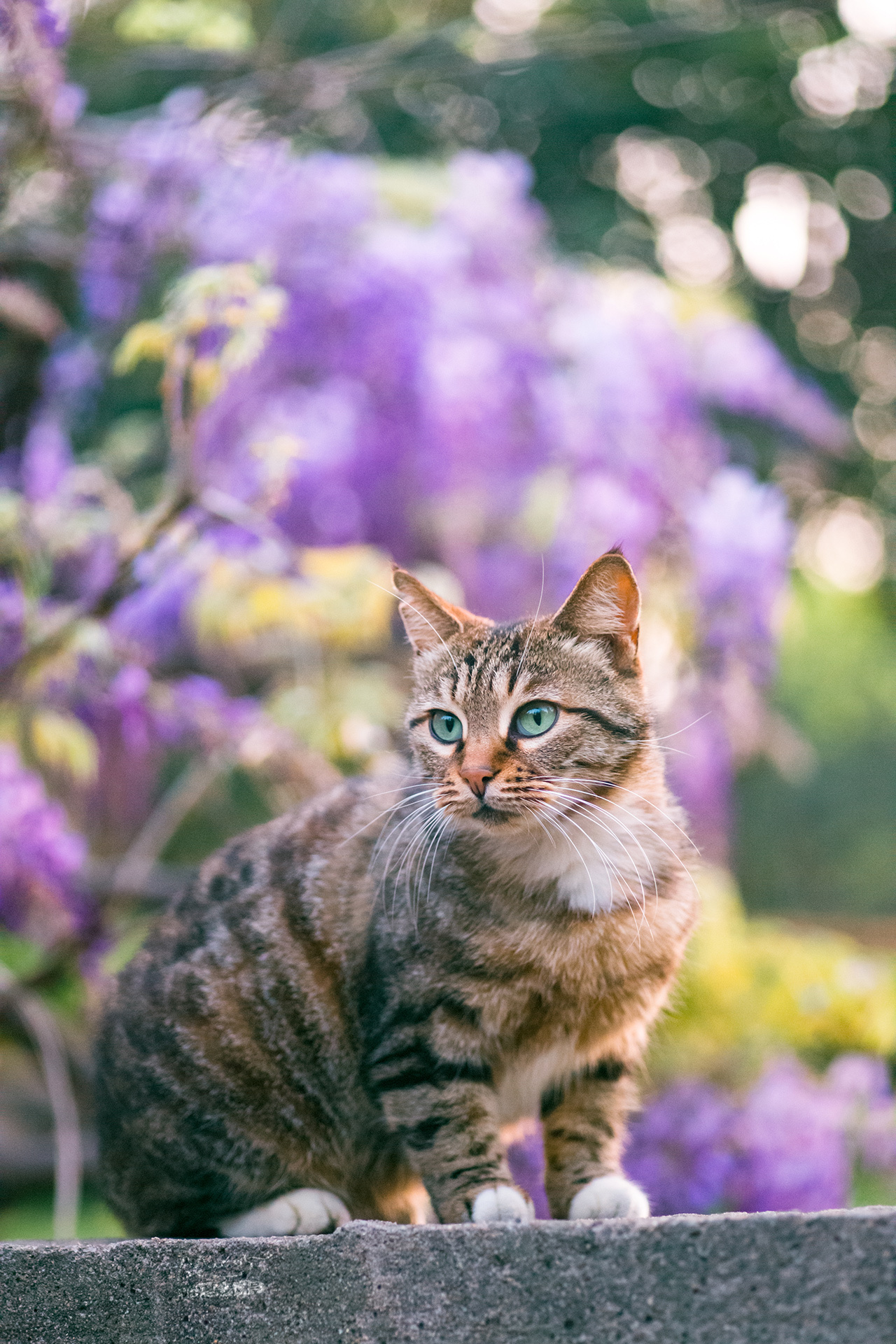 妇女节,奉上一组猫与花花